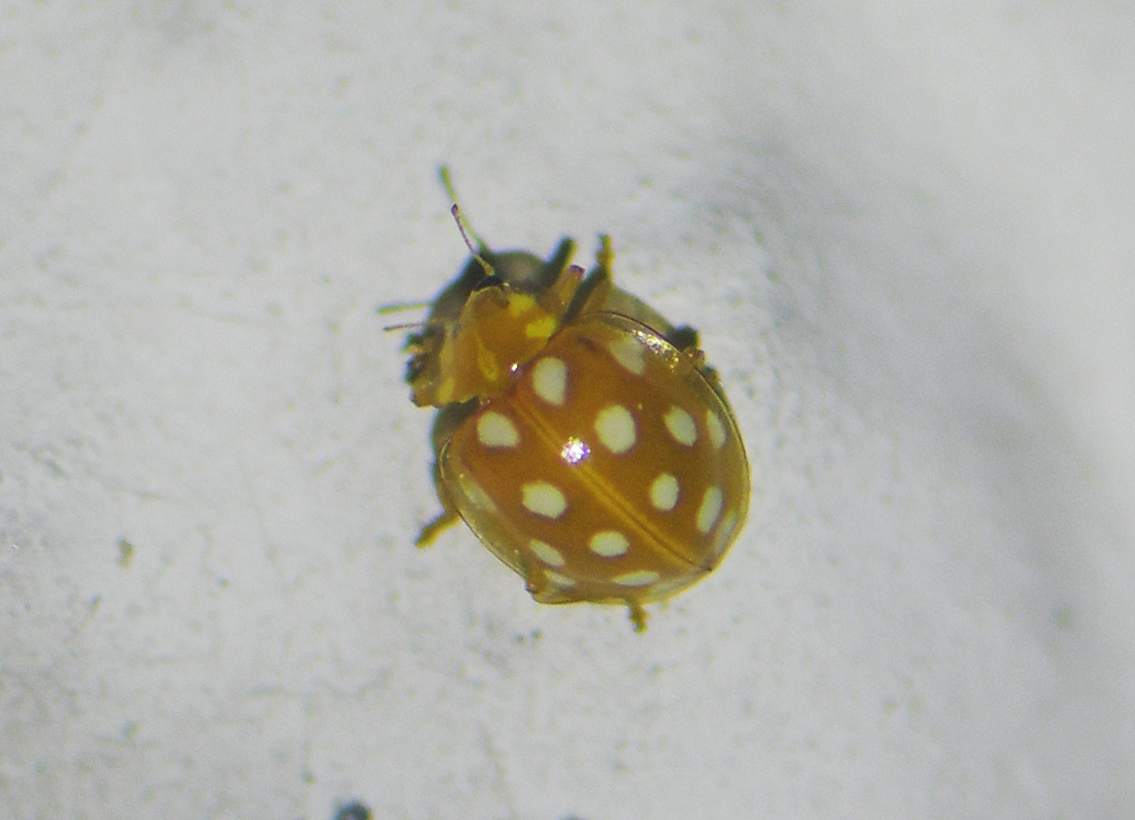 Halyzia sedecimguttata