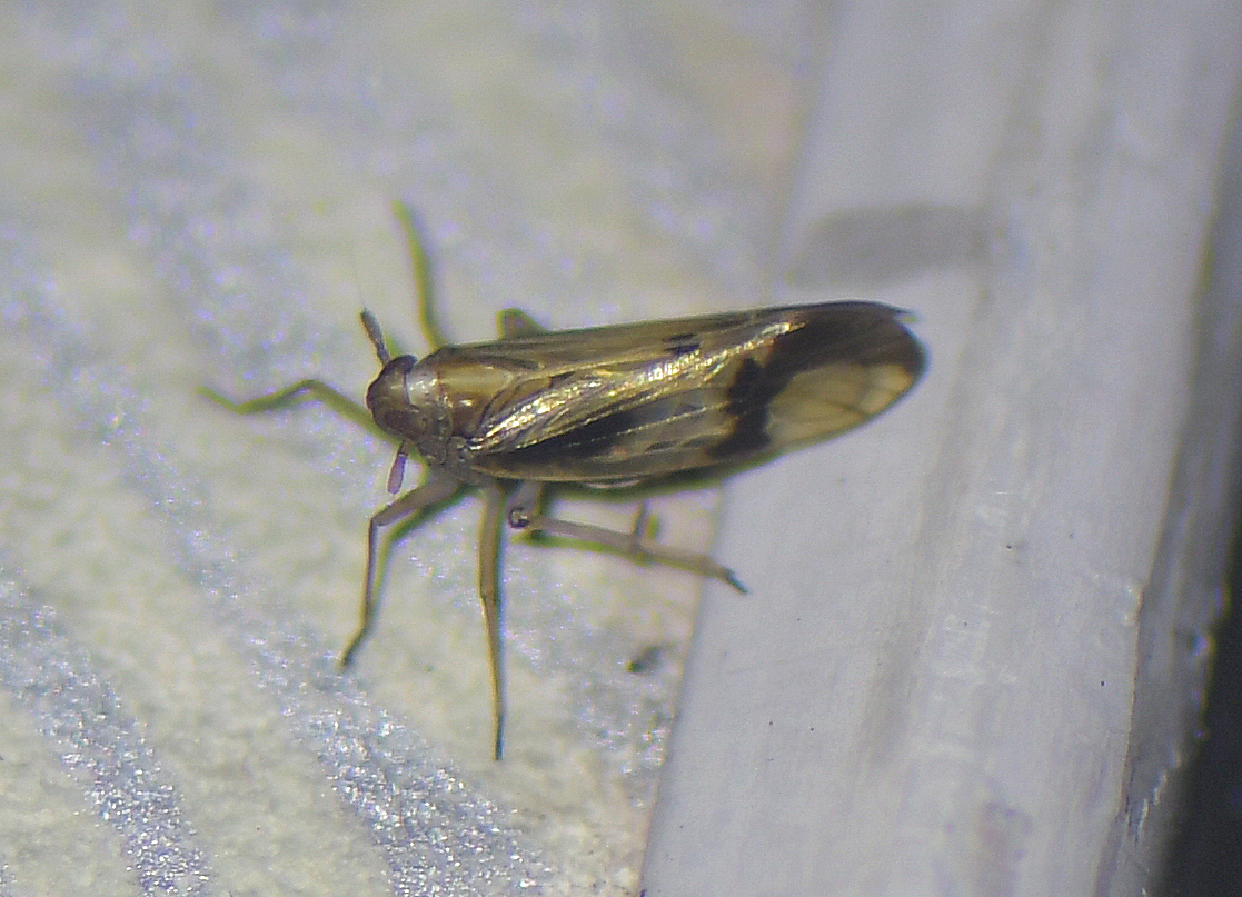 Euides speciosa