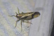 Euides speciosa