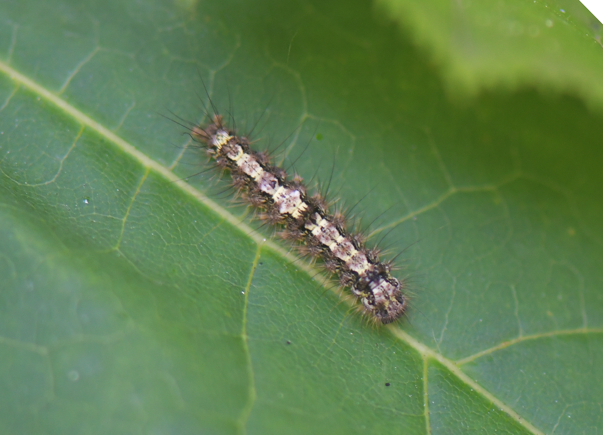 Eilema depressa