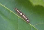 Eilema depressa