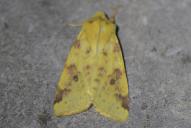 Cirrhia icteritia