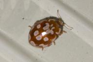 Myrrha octodecimguttata