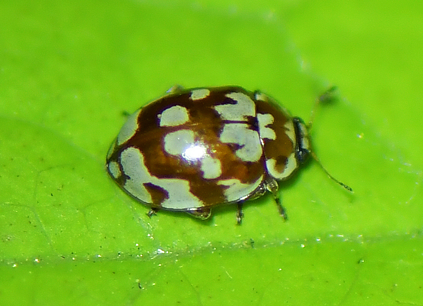 Myrrha octodecimguttata
