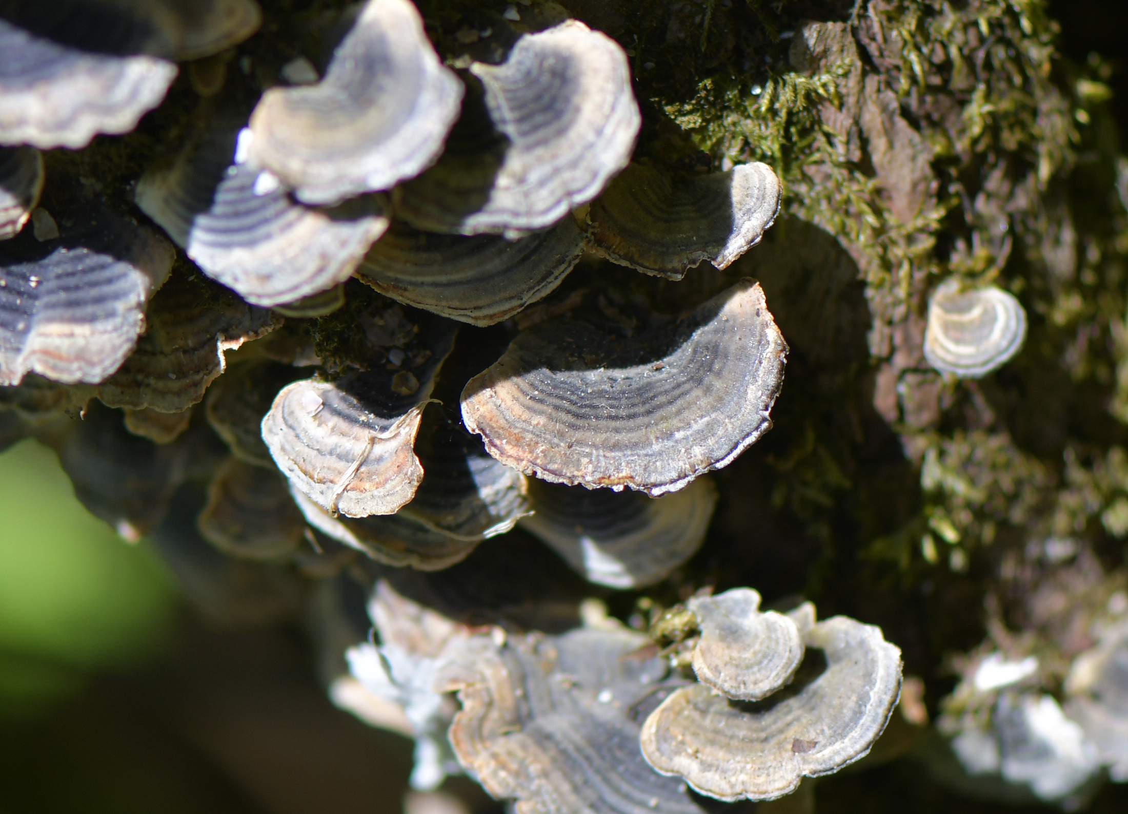 Trametes versicolor