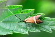 Nemophora degeerella