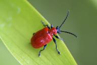 Lilioceris lilii