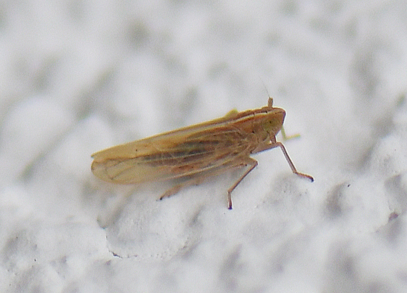 Stenocranus minutus
