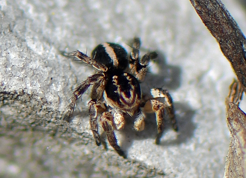 Aelurillus v-insignitus(♂)