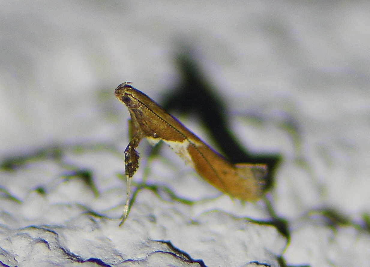 Caloptilia stigmatella