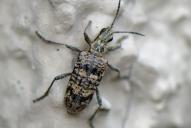 Rhagium inquisitor
