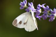 Pieris mannii