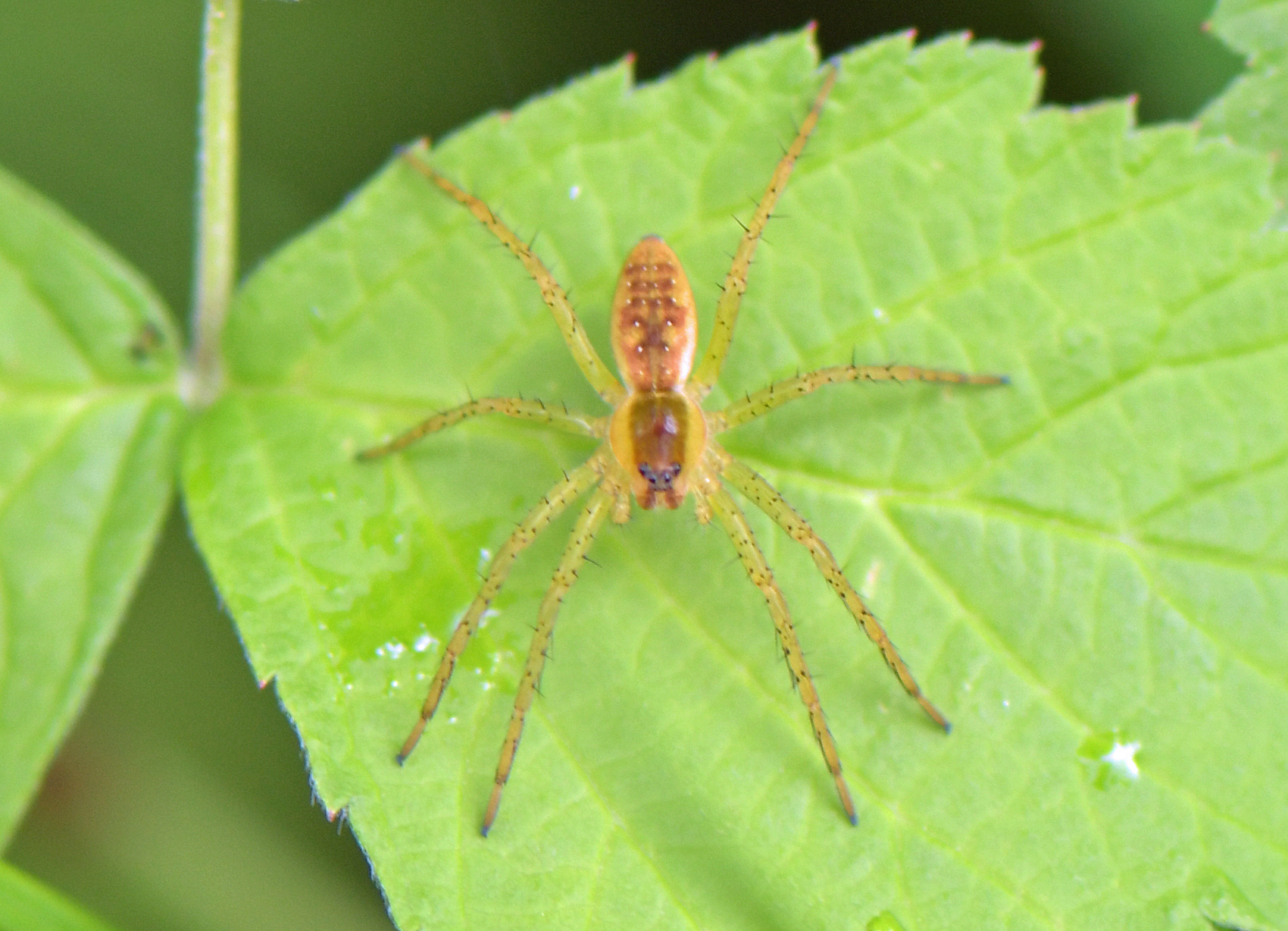 Dolomedes fimbriatus(Jungtier)