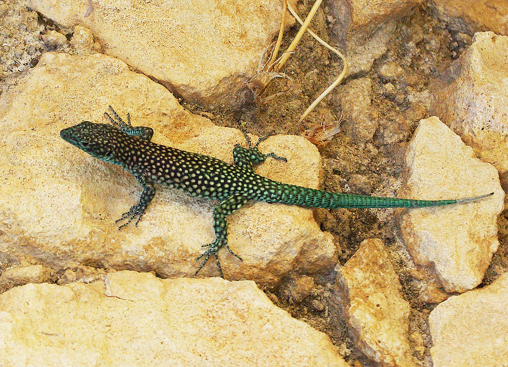 Scelarcis perspicillata