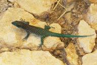Scelarcis perspicillata