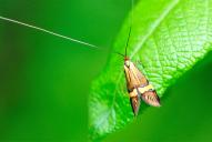 Nemophora degeerella