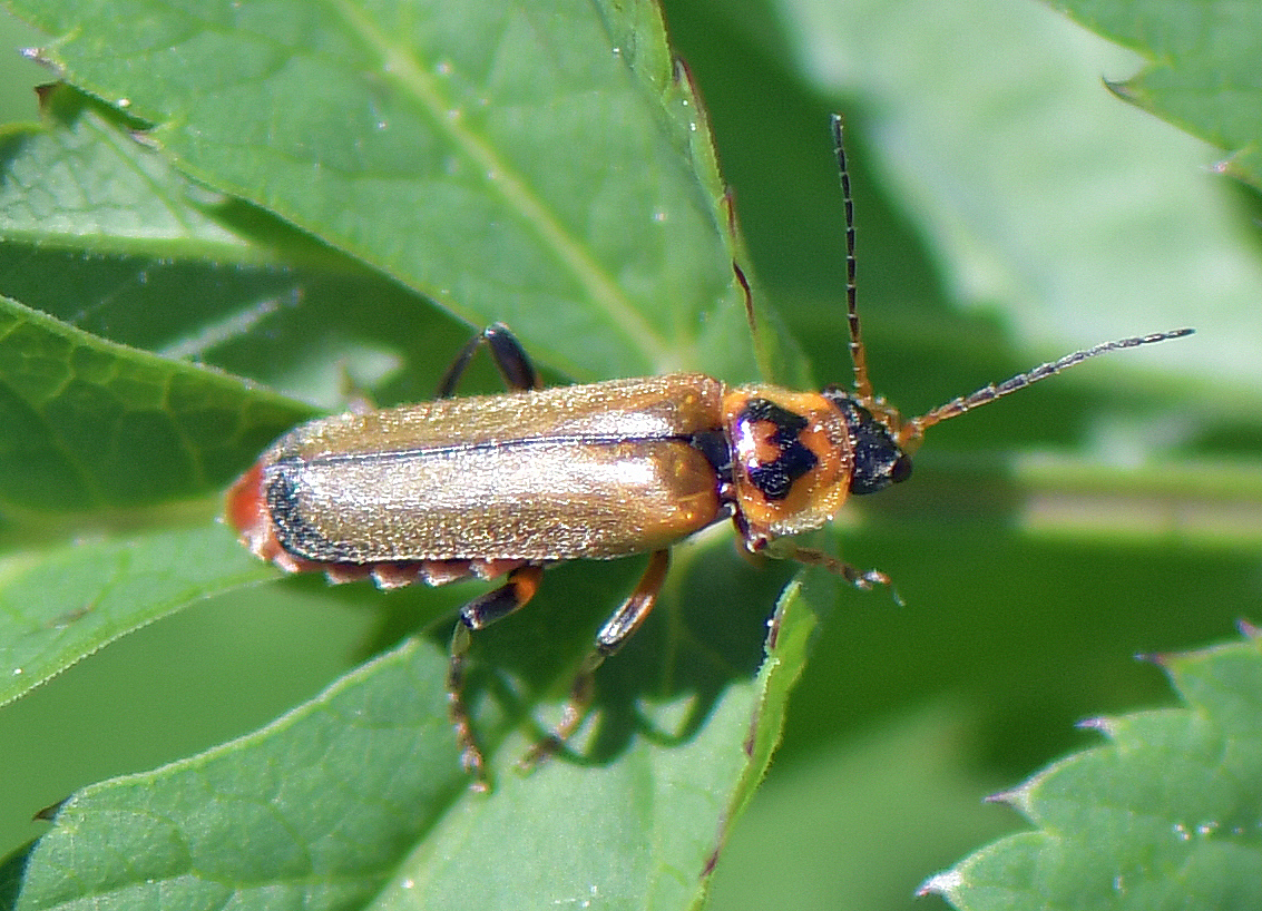 Cantharis terminata