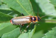 Cantharis terminata