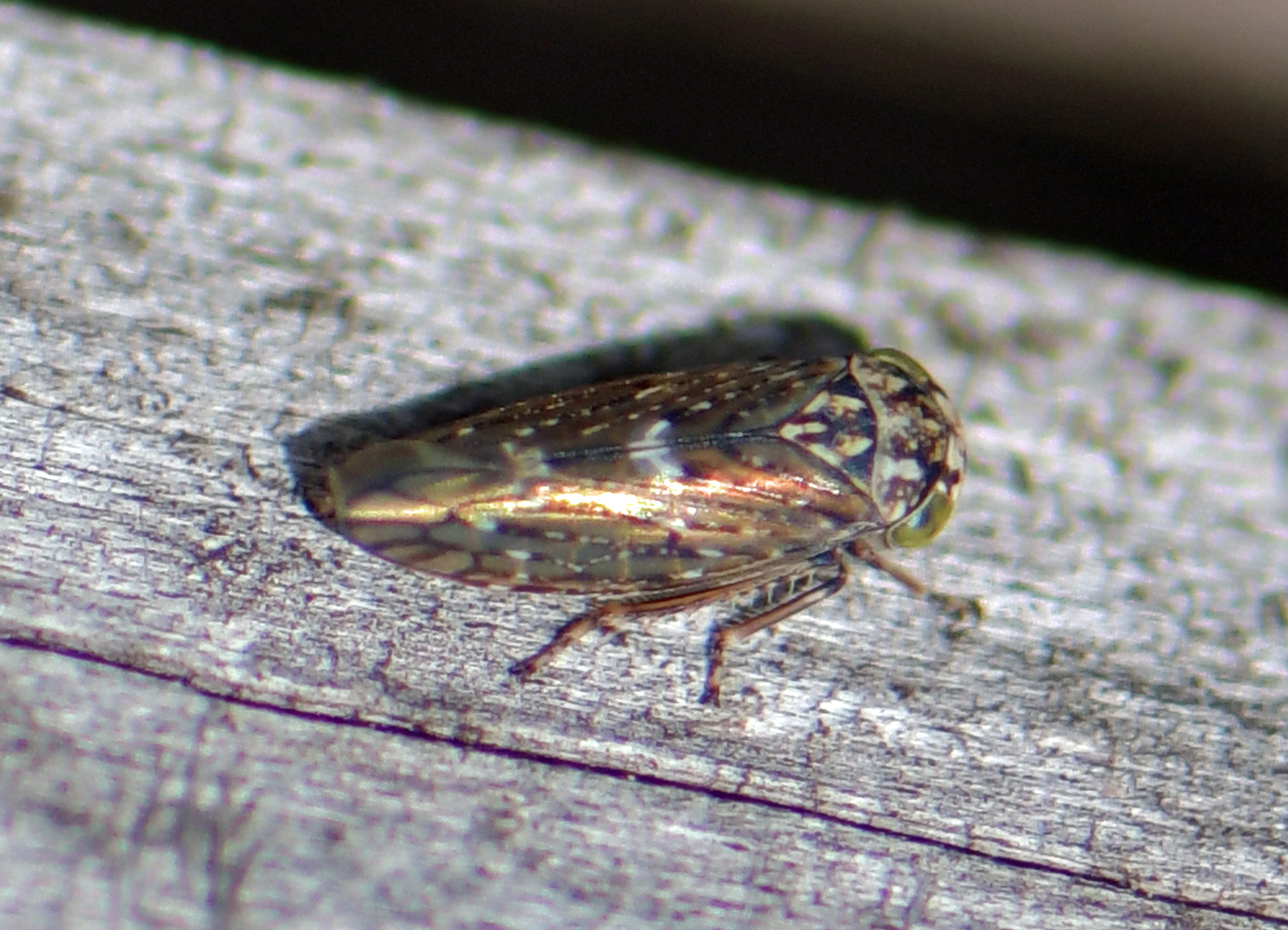 Acericerus heydenii