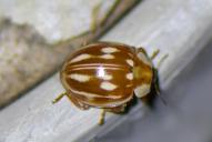 Myzia oblongoguttata