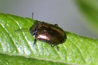 Phratora vitellinae