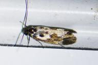 Ethmia quadrillella