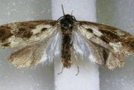 Ethmia quadrillella(coll. 2026/L0843)