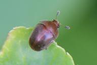 Cychramus luteus