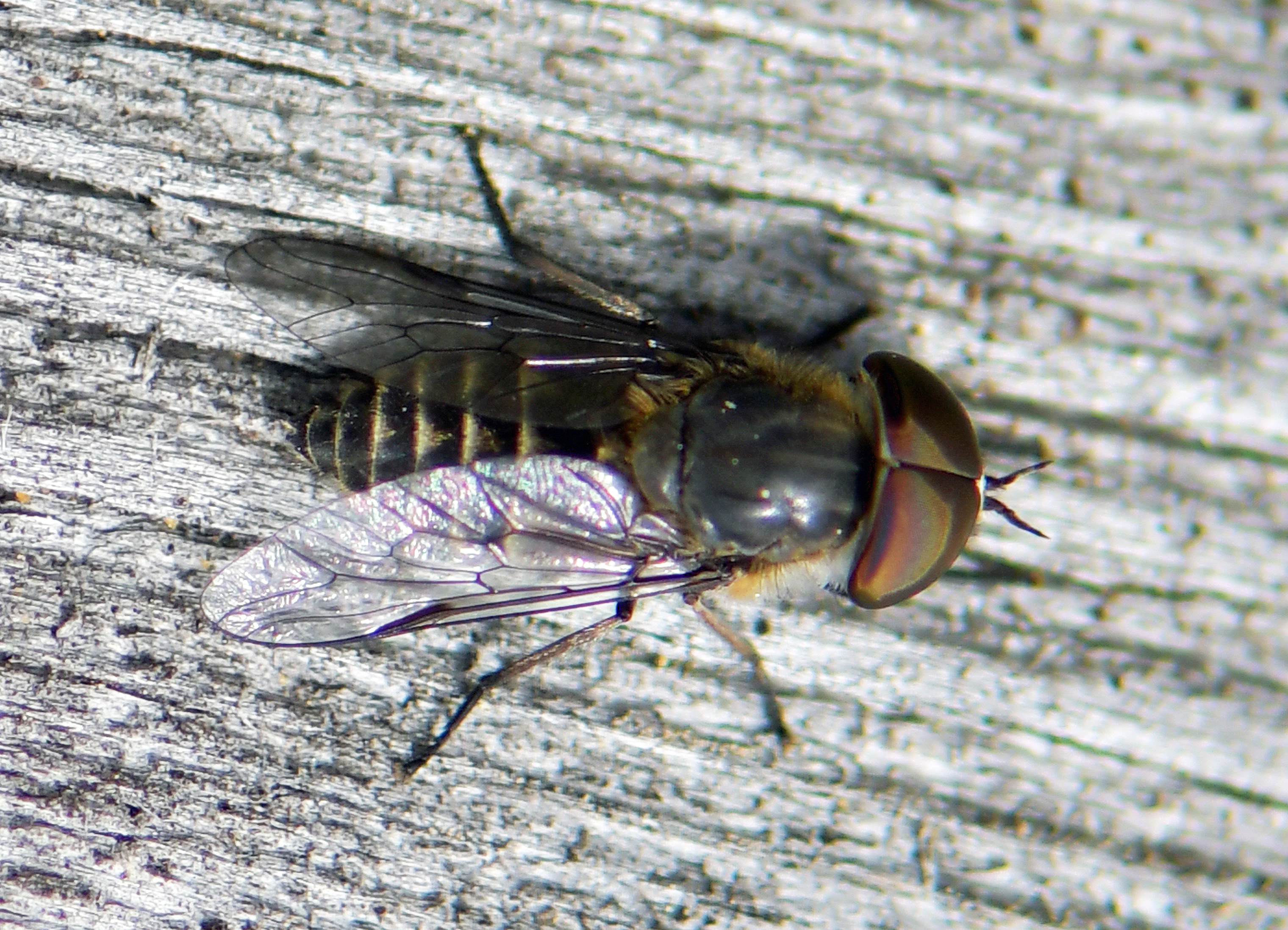 Tabanus maculicornis(♂)