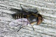 Tabanus maculicornis