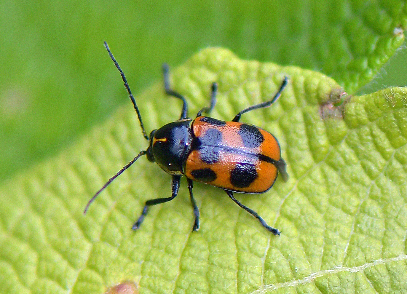 Cryptocephalus sexpunctatus