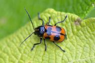 Cryptocephalus sexpunctatus
