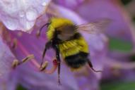 Bombus haematurus(♂)