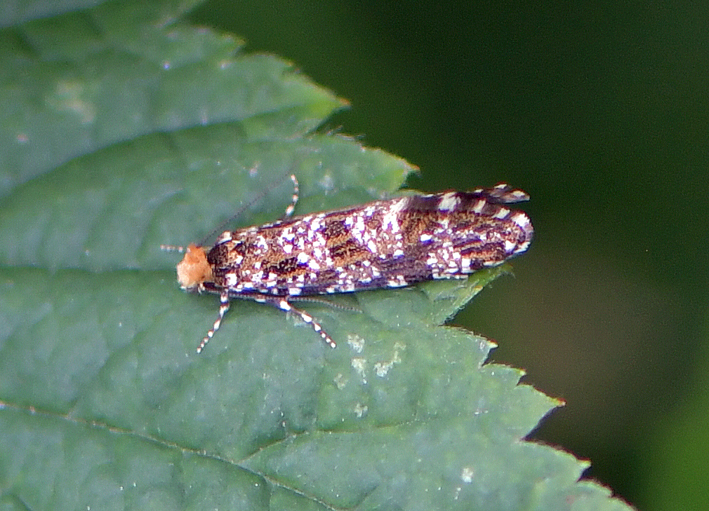 Triaxomera parasitella