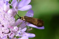 Nemophora metallica