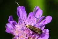 Nemophora metallica