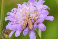 Nemophora metallica