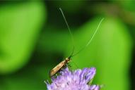 Nemophora metallica