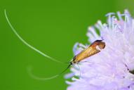 Nemophora metallica