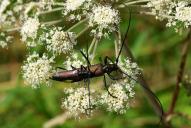 Aromia moschata(Paarung)