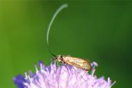 Nemophora metallica