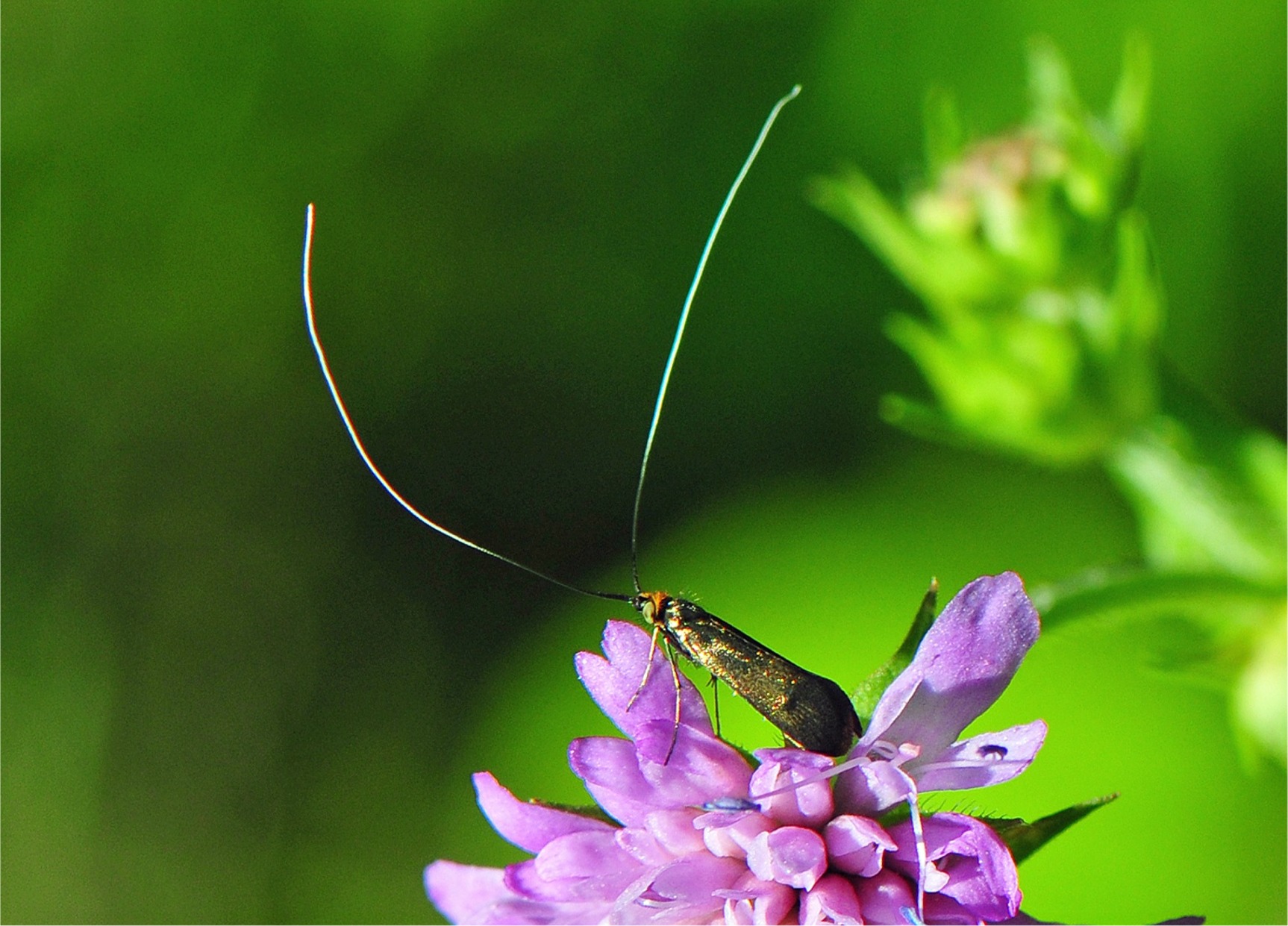 Nemophora metallica