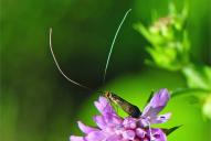 Nemophora metallica