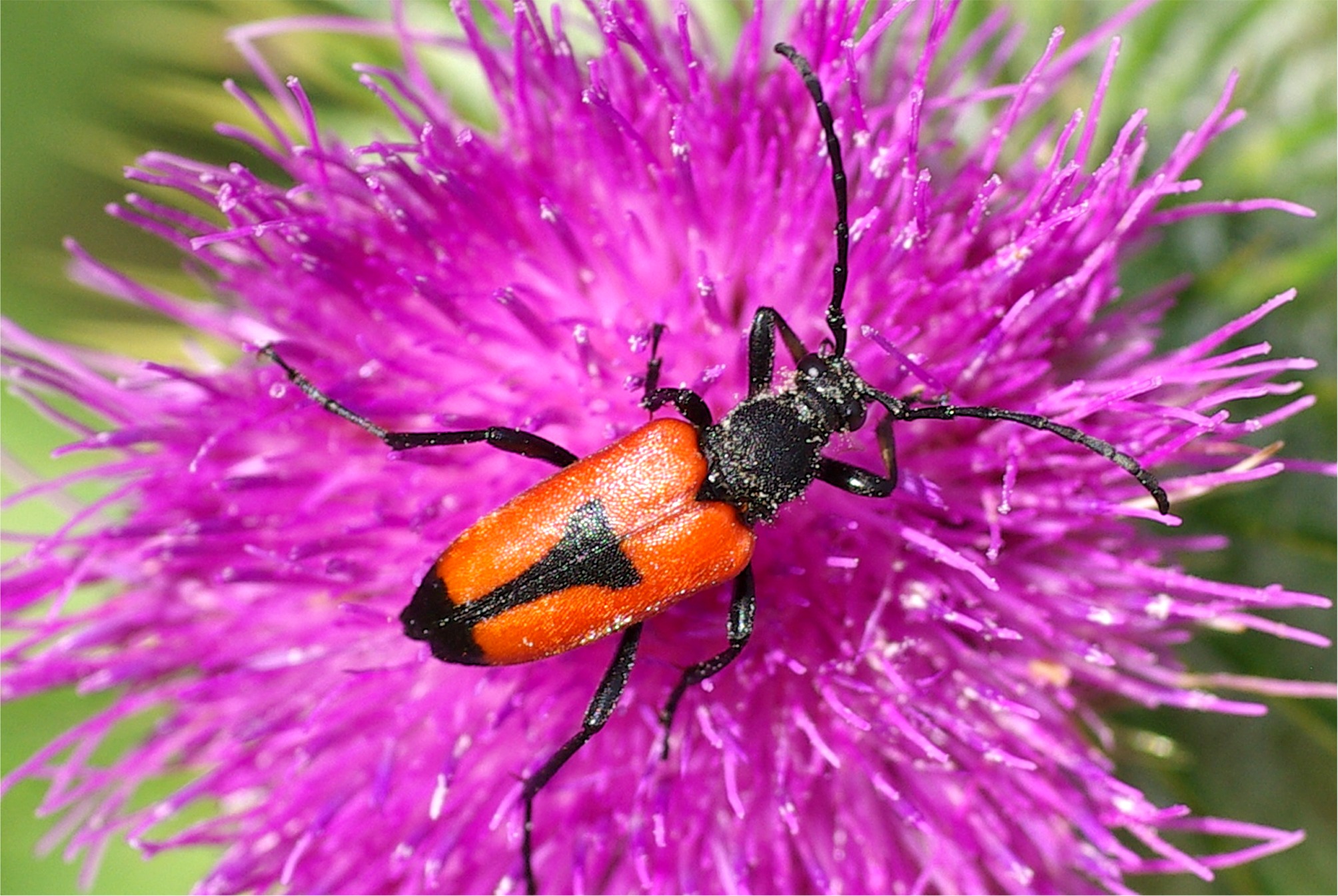 Stictoleptura cordigera