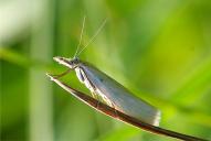 Crambus perlella