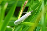 Crambus perlella