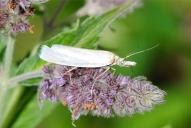 Crambus perlella