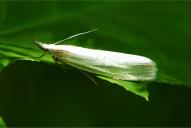 Crambus perlella