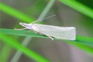 Crambus perlella