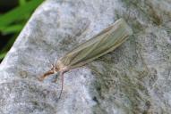 Crambus perlella
